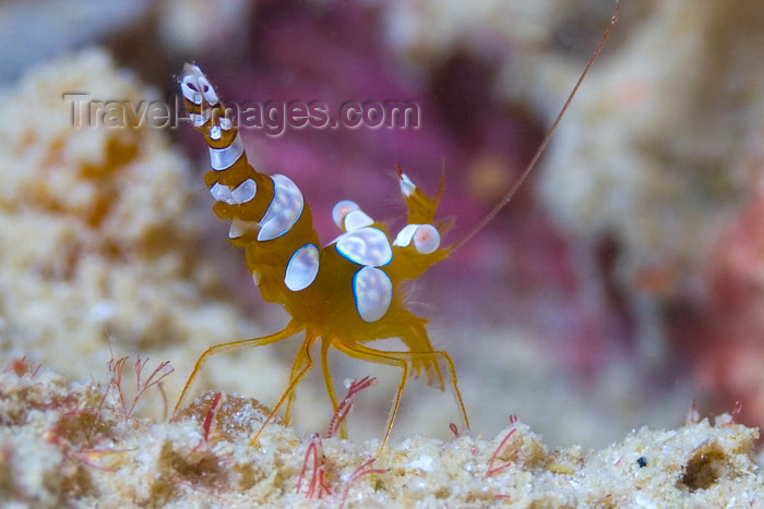 mal-u290: Mabul Island, Sabah, Borneo, Malaysia: Orange Kneeler Shrimp on the sandy bottom - photo by S.Egeberg - (c) Travel-Images.com - Stock Photography agency - Image Bank