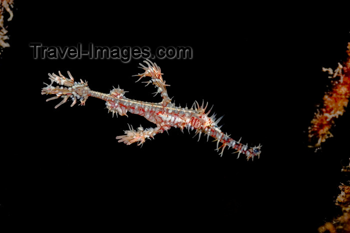 mal-u291: Mabul Island, Sabah, Borneo, Malaysia:  Ornate Ghostpipefish - Solenostomus Paradoxus - photo by S.Egeberg - (c) Travel-Images.com - Stock Photography agency - Image Bank
