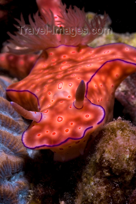 mal-u293: Mabul Island, Sabah, Borneo, Malaysia: Red Nudibranch Chromodoris sp on the move - photo by S.Egeberg - (c) Travel-Images.com - Stock Photography agency - Image Bank