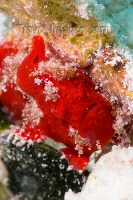 mal-u294: Mabul Island, Sabah, Borneo, Malaysia: Red Painted Frogfish - Antennarius Pictus - photo by S.Egeberg - (c) Travel-Images.com - Stock Photography agency - Image Bank