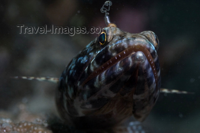 mal-u295: Mabul Island, Sabah, Borneo, Malaysia:Reef Lizardfish - Synodus Variegatus - photo by S.Egeberg - (c) Travel-Images.com - Stock Photography agency - Image Bank