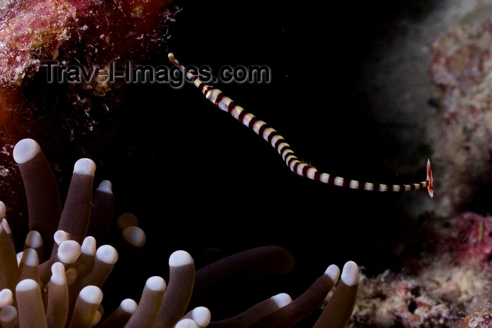 mal-u296: Mabul Island, Sabah, Borneo, Malaysia: Ringed Pipefish - Doryrhamphus dactyliophorus - photo by S.Egeberg - (c) Travel-Images.com - Stock Photography agency - Image Bank
