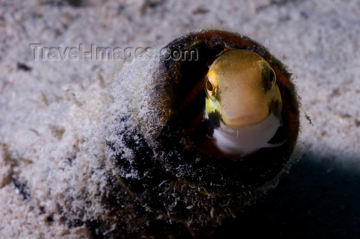 mal-u297: Mabul Island, Sabah, Borneo, Malaysia: Shorthead Fangblenny - Petroscirtes Breviceps - photo by S.Egeberg - (c) Travel-Images.com - Stock Photography agency - Image Bank