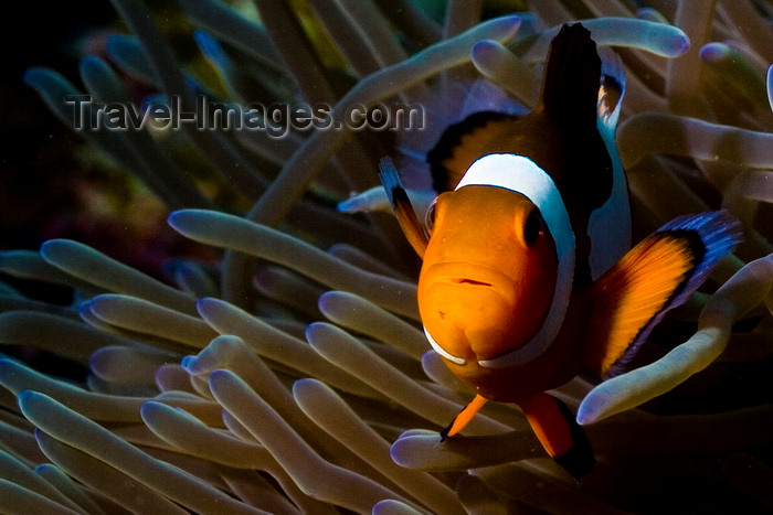 mal-u298: Mabul Island, Sabah, Borneo, Malaysia: single Western Clownfish in anemone - front view - Amphipnon Ocellaris - photo by S.Egeberg - (c) Travel-Images.com - Stock Photography agency - Image Bank