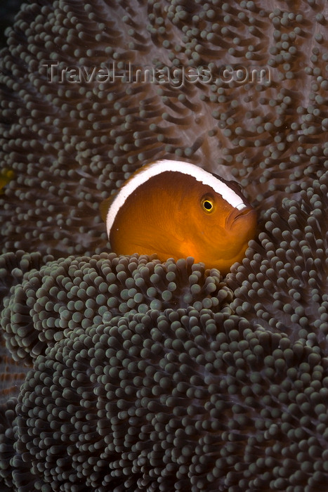 mal-u300: Mabul Island, Sabah, Borneo, Malaysia: Spinecheeek Clownfish seeks protection in its anemone - Premnas Biaculeatus - photo by S.Egeberg - (c) Travel-Images.com - Stock Photography agency - Image Bank