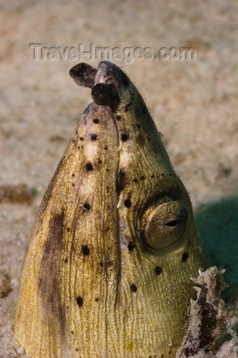 mal-u301: Mabul Island, Sabah, Borneo, Malaysia: Spotted Snakeeel peeking out of the sand - Ophichthus ophis - photo by S.Egeberg - (c) Travel-Images.com - Stock Photography agency - Image Bank