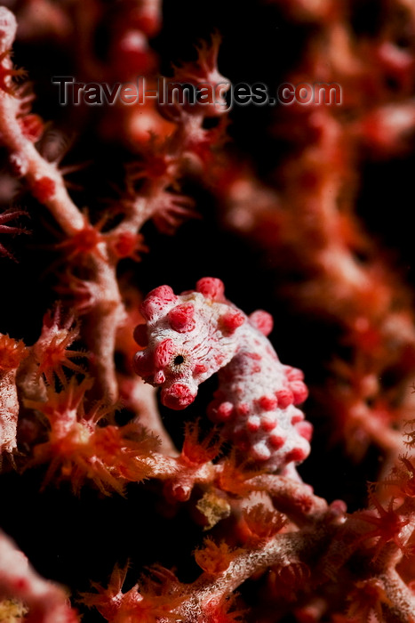 mal-u303: Mabul Island, Sabah, Borneo, Malaysia: tiny Pygmy Seahorse - Hippocampus Bargibanti - photo by S.Egeberg - (c) Travel-Images.com - Stock Photography agency - Image Bank