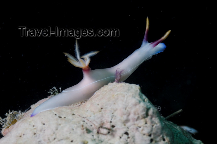 mal-u304: Mabul Island, Sabah, Borneo, Malaysia: White Nudibranch Chromodoris sp on a white coral - photo by S.Egeberg - (c) Travel-Images.com - Stock Photography agency - Image Bank