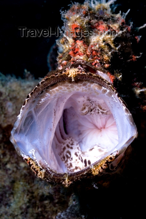 mal-u305: Mabul Island, Sabah, Borneo, Malaysia: yawning Giant Frogfish - Antennarius commerson - photo by S.Egeberg - (c) Travel-Images.com - Stock Photography agency - Image Bank