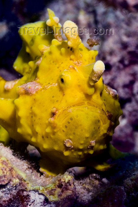 mal-u306: Mabul Island, Sabah, Borneo, Malaysia: yellow Warty Frogfish - Antennarius maculatus - photo by S.Egeberg - (c) Travel-Images.com - Stock Photography agency - Image Bank