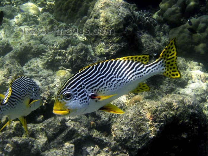 mal128: Malaysia - Sabah  (Borneo) - Sipidan island: Reef fish - coral reef (photo by Ben Jackson) - (c) Travel-Images.com - Stock Photography agency - Image Bank