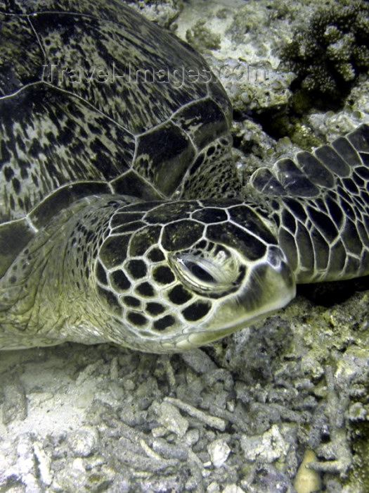 mal129: Malaysia - Sabah  (Borneo) Sipidan island: sea turtle (photo by Ben Jackson) - (c) Travel-Images.com - Stock Photography agency - Image Bank