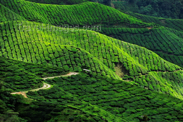 mal134: Cameroon Highlands, Pahang, Malaysia: tea plantation on the fertile mountain slopes - photo by J.Hernández - (c) Travel-Images.com - Stock Photography agency - Image Bank