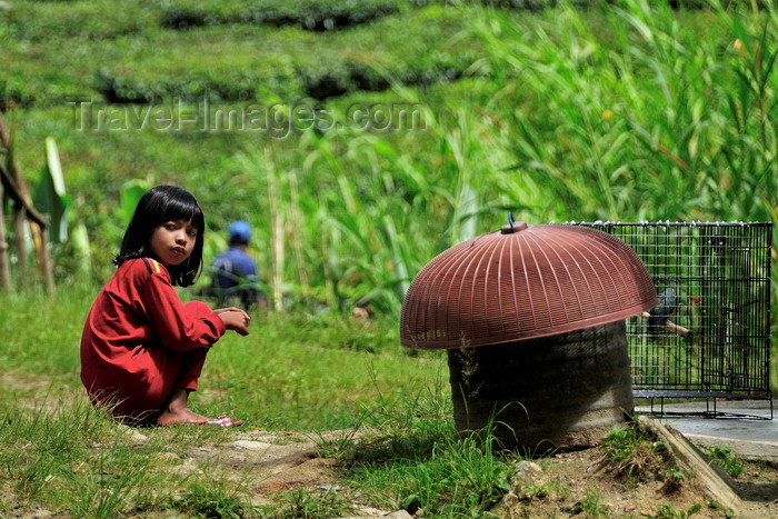 mal136: Cameroon Highlands, Pahang, Malaysia: squatting girl and bird cages in the tea plantations - photo by J.Hernández - (c) Travel-Images.com - Stock Photography agency - Image Bank
