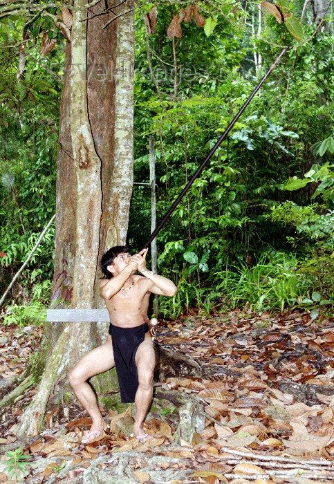 mal15: Malaysia - Sarawak (Borneo) : Penan tribesman shooting with a zarabatana blow-pipe - hunting in the jungle (photo by Rod Eime) - (c) Travel-Images.com - Stock Photography agency - Image Bank