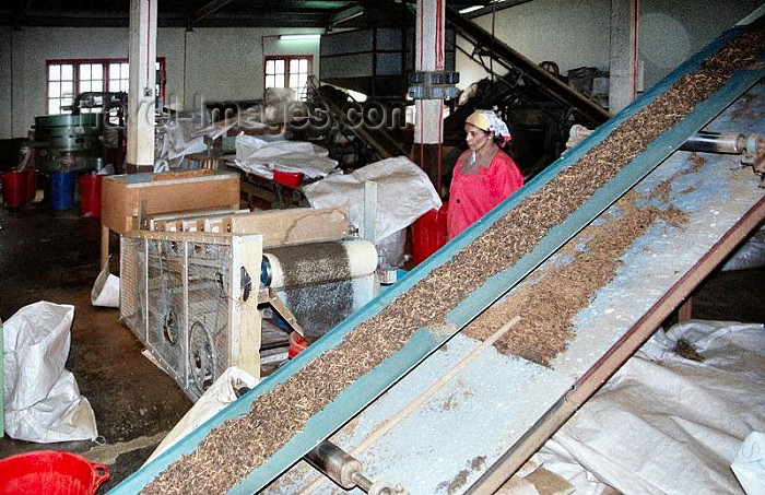 mal152: Malaysia - Cameroon Highlands, Pahang: tea factory (photo by J.Kaman) - (c) Travel-Images.com - Stock Photography agency - Image Bank