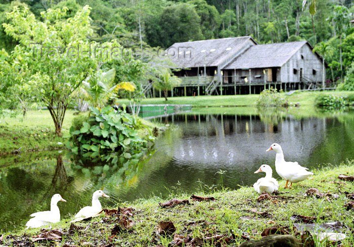 mal16: Malaysia - Sarawak Cultural Village, Borneo: Melanau (Dayak) Tall House built by indigenous Bornean tribespeople - ducks (photo by Rod Eime) - (c) Travel-Images.com - Stock Photography agency - Image Bank