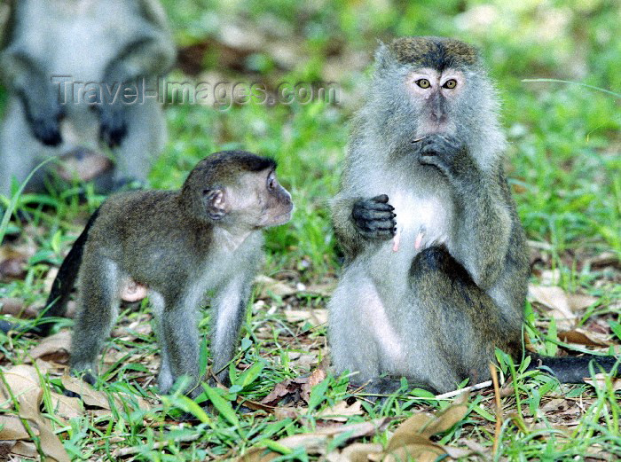 mal19: Malaysia - Sarawak (Borneo) - Bako NP: Long-tailed Macaque with baby - Macaca fascicularis (photo by Rod Eime) - (c) Travel-Images.com - Stock Photography agency - Image Bank