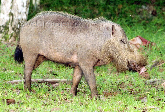 mal20: Malaysia - Sarawak (Borneo) - Bako National Park: a Bornean Bearded Pig forages for food in the jungle - the bearded pig is native to Borneo - Sus barbatus - photo by Rod Eime - (c) Travel-Images.com - Stock Photography agency - Image Bank