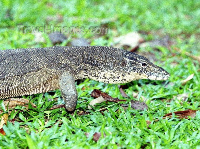 mal21: Malaysia - Sarawak (Borneo) - Bako National Park: water monitor lizard (photo by Rod Eime) - (c) Travel-Images.com - Stock Photography agency - Image Bank