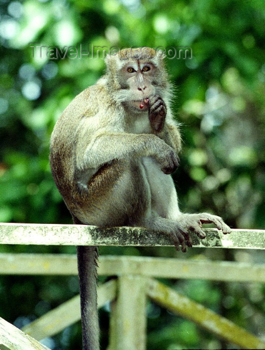 mal22: Malaysia - Sarawak (Borneo) - Bako National Park: Crab-eating Macaque or Long-tailed Macaque or Kera, Macaca fascicularis (photo by Rod Eime) - (c) Travel-Images.com - Stock Photography agency - Image Bank