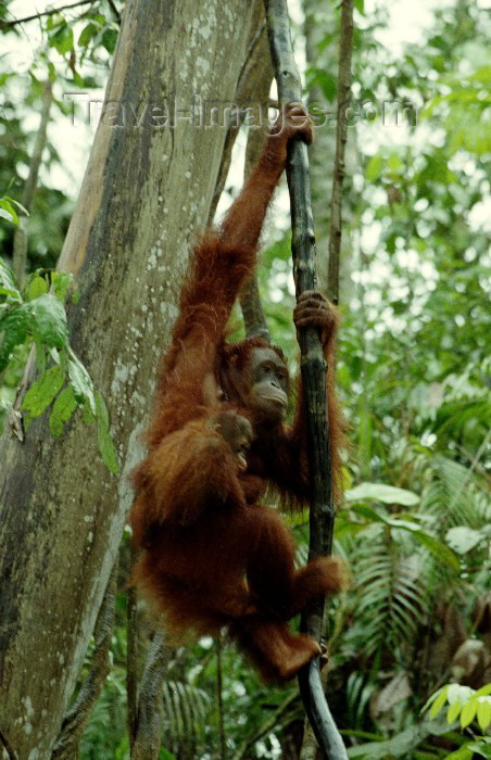 mal25: Malaysia - Semenggok Rehabilitation Centre, Sarawak - Borneo: Orangutan / orang-utan female with baby - pongo pygmaeus - equatorial vegetation - photo by Rod Eime - (c) Travel-Images.com - Stock Photography agency - Image Bank