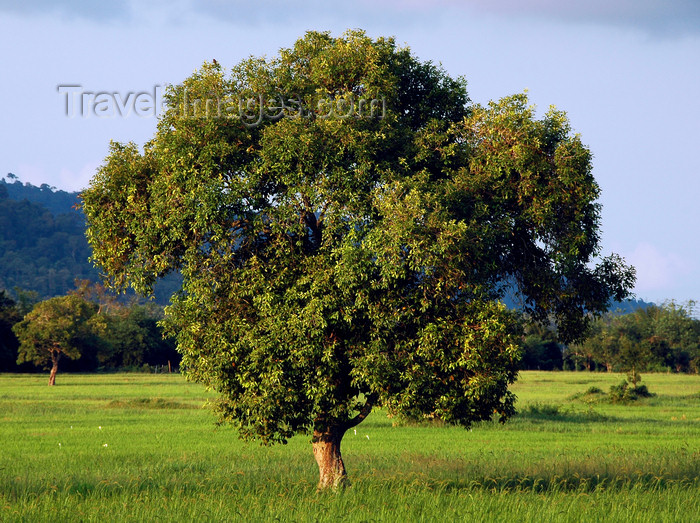 mal387: Trees and fields, Langkawi, Kedah state, Malaysia. photo by B.Lendrum - (c) Travel-Images.com - Stock Photography agency - Image Bank