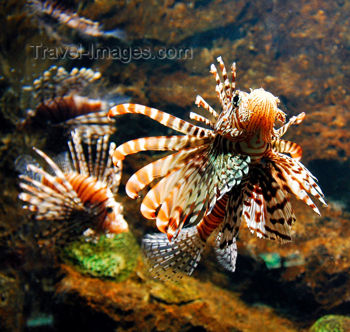 mal388: lionfish - wildlife, Langkawi, Malaysia. photo by B.Lendrum - (c) Travel-Images.com - Stock Photography agency - Image Bank