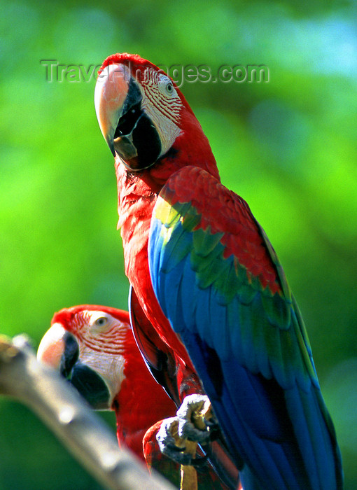 mal395: Parrots, Langkawi, Malaysia. photo by B.Lendrum - (c) Travel-Images.com - Stock Photography agency - Image Bank