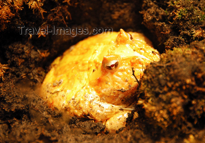 mal402: yellow toad - wildlife, Langkawi, Malaysia. photo by B.Lendrum - (c) Travel-Images.com - Stock Photography agency - Image Bank