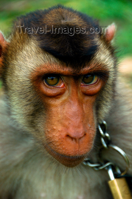 mal410: Captive monkey, Langkawi, Malaysia. photo by B.Lendrum - (c) Travel-Images.com - Stock Photography agency - Image Bank