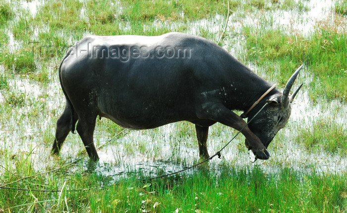 mal412: Water buffalo, Langkawi, Malaysia. photo by B.Lendrum - (c) Travel-Images.com - Stock Photography agency - Image Bank