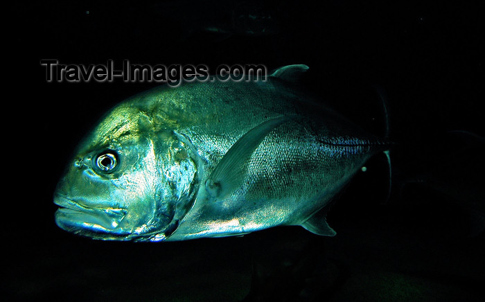 mal413: Bigeye trevally - Caranx sexfasciatus, Langkawi, Malaysia. photo by B.Lendrum - (c) Travel-Images.com - Stock Photography agency - Image Bank