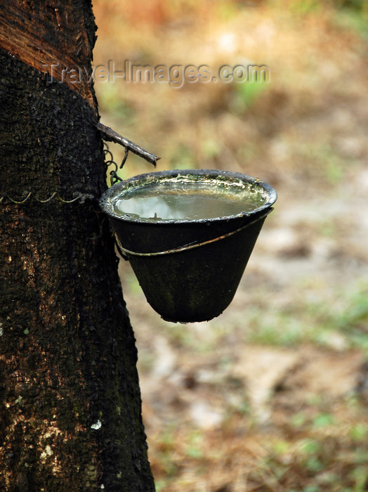 mal414: rubber tree - Hevea brasiliensis - Latex being collected, Langkawi, Malaysia. photo by B.Lendrum - (c) Travel-Images.com - Stock Photography agency - Image Bank