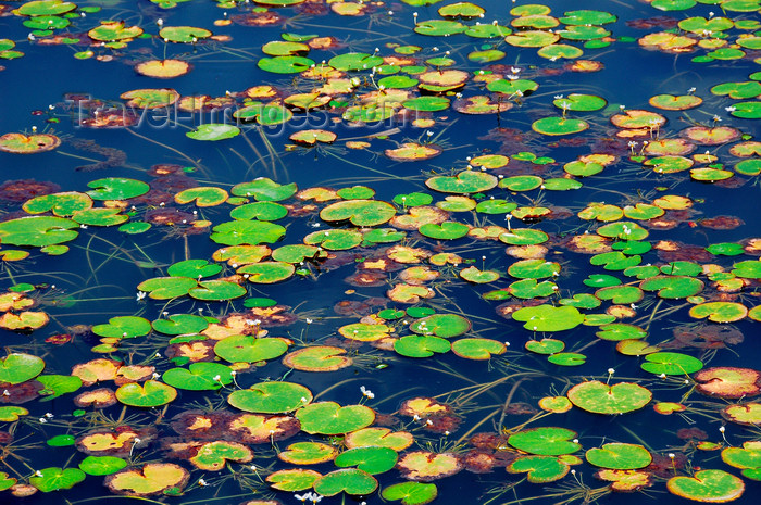 mal423: Lilly pads on pond, Langkawi, Malaysia. photo by B.Lendrum - (c) Travel-Images.com - Stock Photography agency - Image Bank