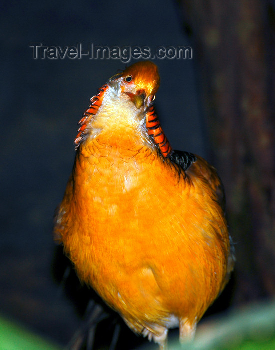 mal425: orange bird - wildlife, Langkawi, Malaysia. photo by B.Lendrum - (c) Travel-Images.com - Stock Photography agency - Image Bank