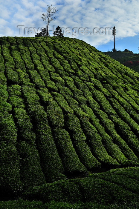 mal43: Cameroon Highlands, Pahang, Malaysia: tea grows in the  cool climate 1,500 m above sea level - photo by J.Hernández - (c) Travel-Images.com - Stock Photography agency - Image Bank