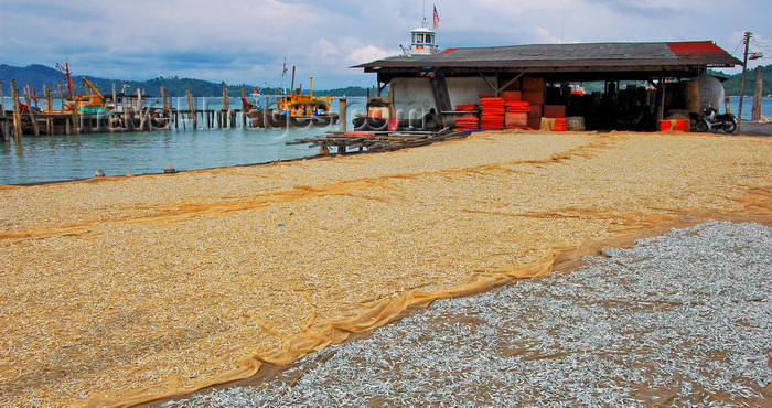 mal431: Fishing industry, fish drying in the sun, Pulau Pangkor Island, Malaysia.
 photo by B.Lendrum - (c) Travel-Images.com - Stock Photography agency - Image Bank