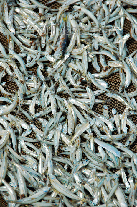 mal432: Fishing industry, fish drying in the sun - detail, Pulau Pangkor Island, Malaysia.
 photo by B.Lendrum - (c) Travel-Images.com - Stock Photography agency - Image Bank