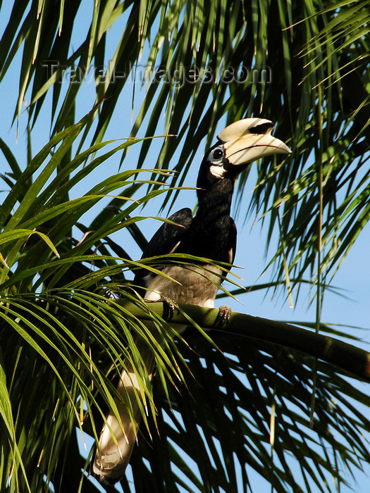 mal434: Wild oriental pied hornbill (Anthracoceros albirostris) Pulau Pangkor Island, Malaysia. photo by B.Lendrum - (c) Travel-Images.com - Stock Photography agency - Image Bank