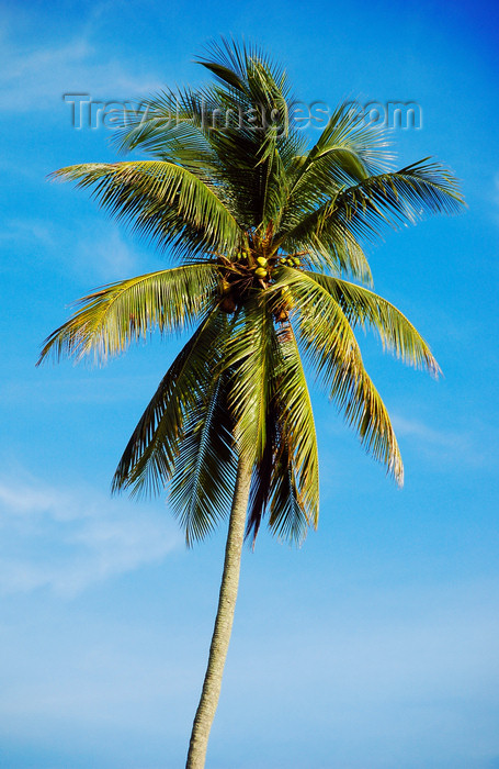 mal435: Coconut tree, Pulau Pangkor, Malaysia. photo by B.Lendrum - (c) Travel-Images.com - Stock Photography agency - Image Bank