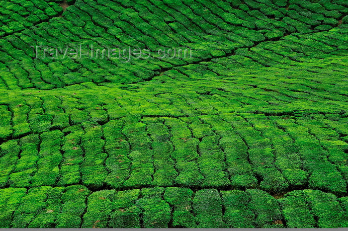mal44: Cameroon Highlands, Pahang, Malaysia: tea plantation - Camellia sinensis plant - dense mosaic of tea bushes - photo by J.Hernández - (c) Travel-Images.com - Stock Photography agency - Image Bank