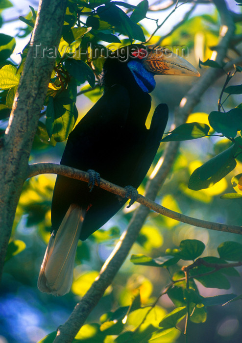 mal449: Malaysia - Sarawak, Borneo: Wreathed Hornbill on a tree - Aceros undulatus - Sarawak's nickname is Bumi Kenyalang i.e. ‘Land of the Hornbills’ - photo by B.Lendrum  - (c) Travel-Images.com - Stock Photography agency - Image Bank