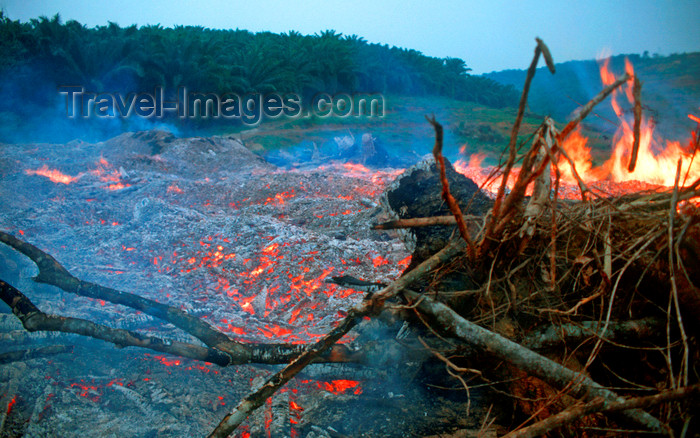 mal457: Fire deforestation - ashes of the rain forest, Sarawak, Malaysia. photo by B.Lendrum - (c) Travel-Images.com - Stock Photography agency - Image Bank
