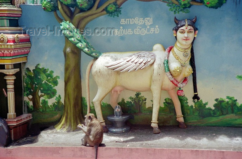 mal48: Malaysia - Batu caves: monkey and goddess with large breasts - Hindu temple (photo by J.Kaman) - (c) Travel-Images.com - Stock Photography agency - Image Bank