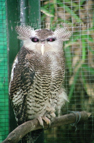 mal49: Malaysia - Owl (photo by J.Kaman) - (c) Travel-Images.com - Stock Photography agency - Image Bank