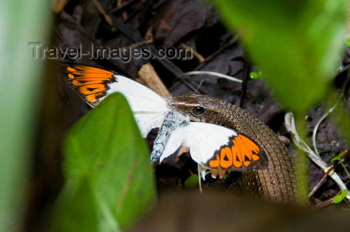 mal496: Kuala Lumpur, Malaysia: lizard eating a butterfly at the Butterfly Park - photo by J.Pemberton - (c) Travel-Images.com - Stock Photography agency - Image Bank