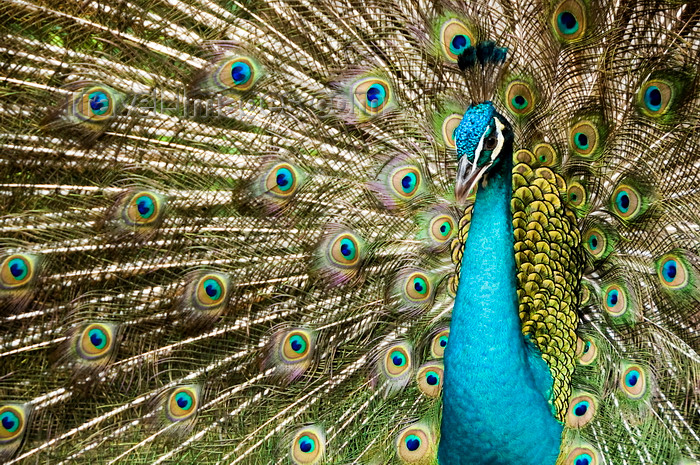 mal499: Kuala Lumpur, Malaysia: Peacock at KL Bird Park - Pavo cristatus - photo by J.Pemberton - (c) Travel-Images.com - Stock Photography agency - Image Bank