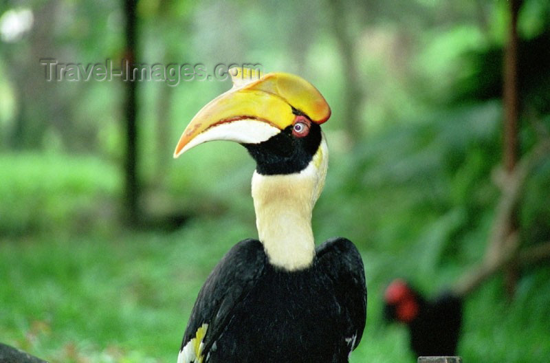 mal50: Malaysia - Great Hornbill - Buceros bicornis (photo by J.Kaman) - (c) Travel-Images.com - Stock Photography agency - Image Bank