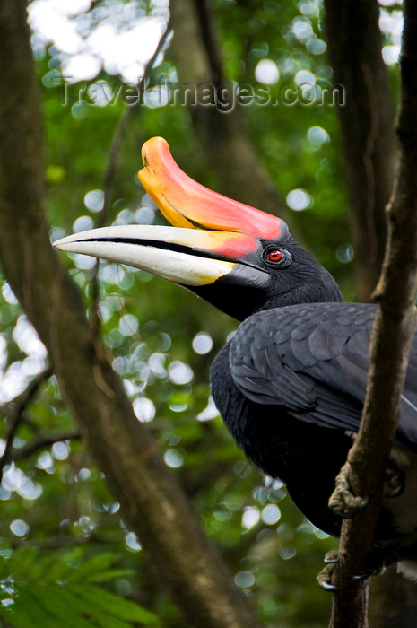 mal500: Kuala Lumpur, Malaysia: Hornbill perched on a tree - KL Bird Park - photo by J.Pemberton - (c) Travel-Images.com - Stock Photography agency - Image Bank